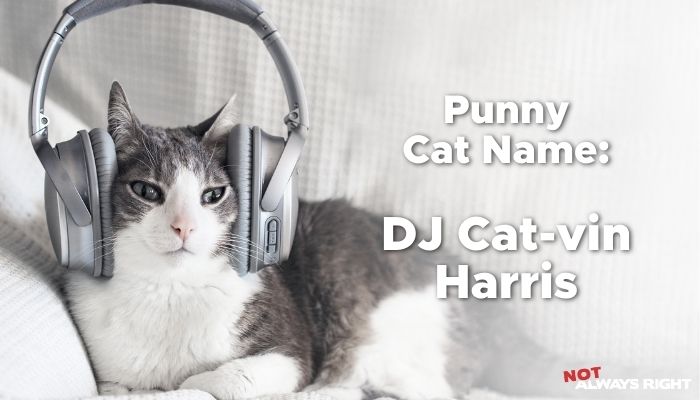 Punny Cat Name - DJ Cat-vin Harris