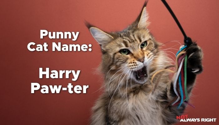 Punny Cat Name - Harry Paw-ter