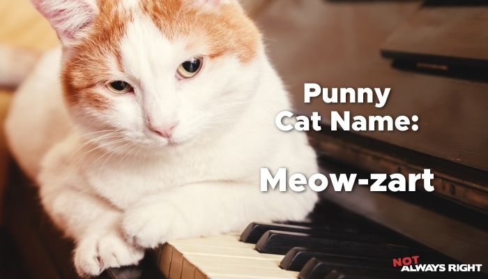 Punny Cat Name - Meow-zart