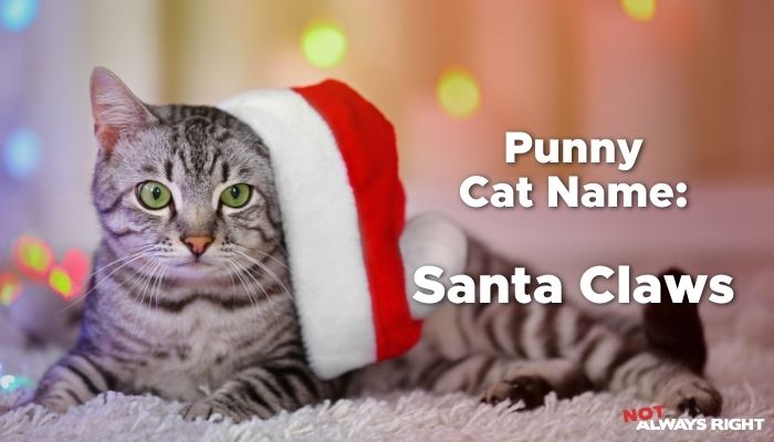 Punny Cat Name - Santa Claws