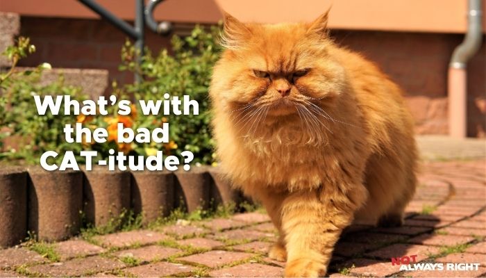 What's with the bad CAT-itude?