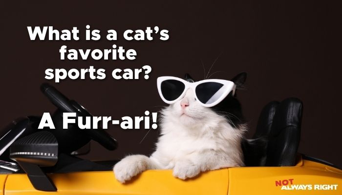 What’s a cat’s favorite sports car? A Furr-ari