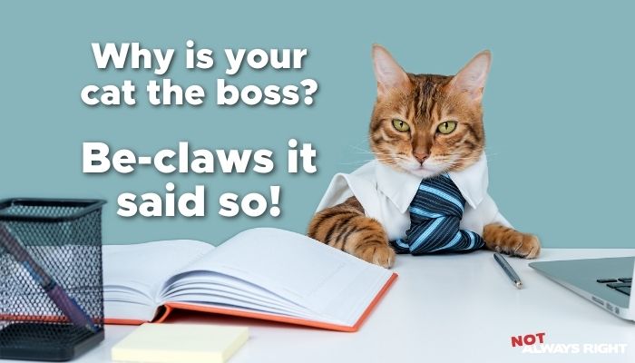 Why is your cat the boss? Be-claws it said so!