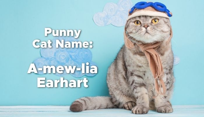 Punny Cat Name - A-meow-lia Earhart